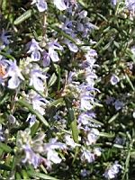 Romarin (02) (Photo F. Mrugala)